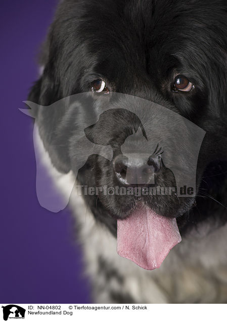Neufundlnder Gesicht / Newfoundland Dog / NN-04802
