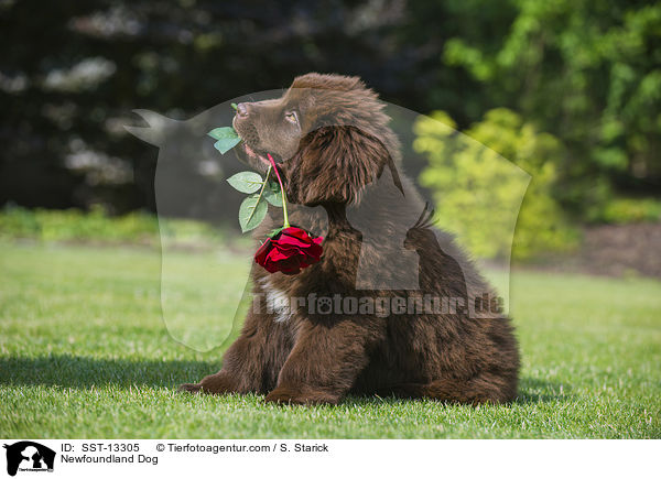 Neufundlnder Welpe / Newfoundland Dog / SST-13305