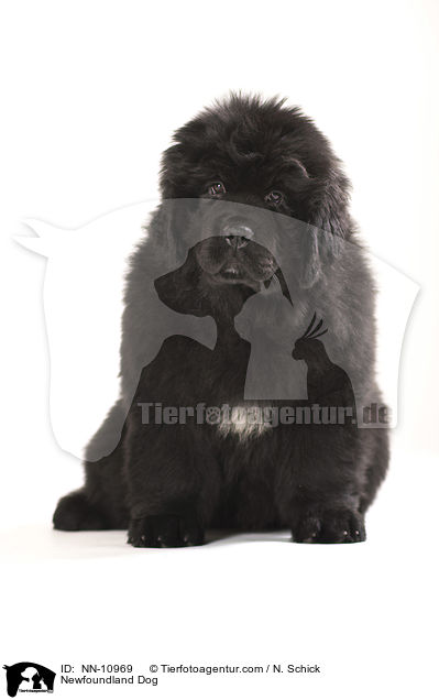 Neufundlnder Welpe / Newfoundland Dog / NN-10969