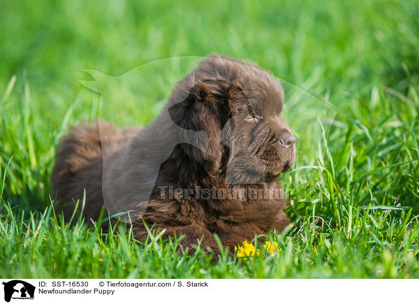 Neufundlnder Welpe / Newfoundlander Puppy / SST-16530