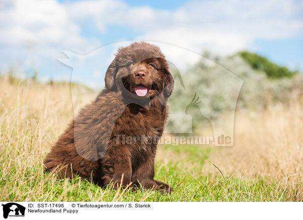 Neufundlnder Welpe / Newfoundland Puppy / SST-17496