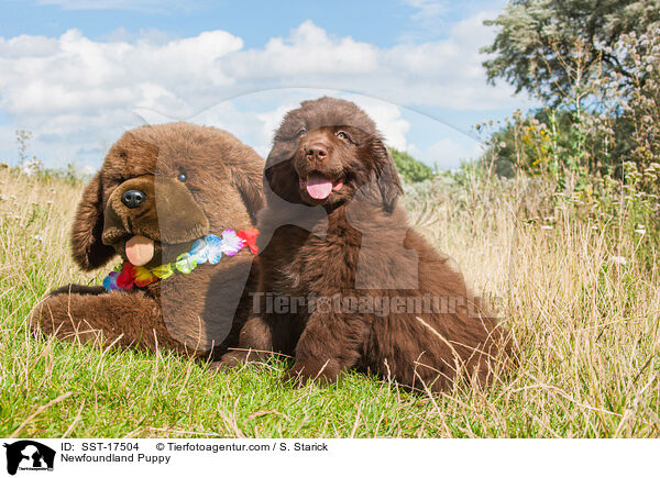 Neufundlnder Welpe / Newfoundland Puppy / SST-17504