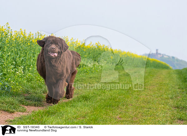 rennender Neufundlnder / running Newfoundland Dog / SST-18340
