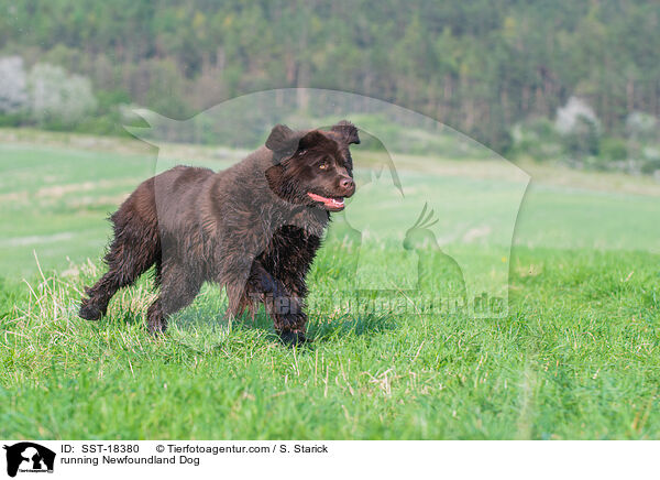 rennender Neufundl�nder / running Newfoundland Dog / SST-18380