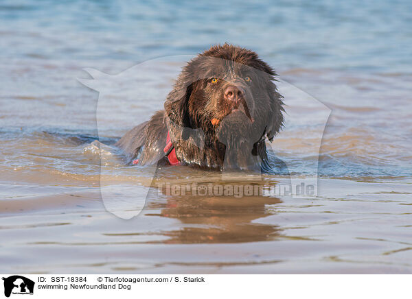 schwimmender Neufundlnder / swimming Newfoundland Dog / SST-18384