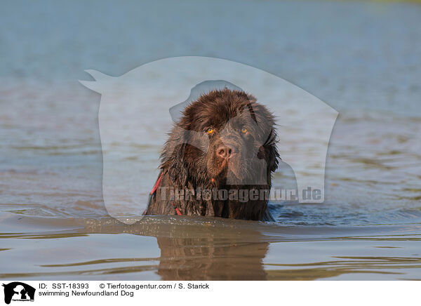schwimmender Neufundl�nder / swimming Newfoundland Dog / SST-18393