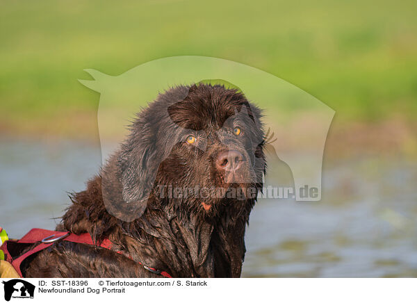 Neufundl�nder Portrait / Newfoundland Dog Portrait / SST-18396