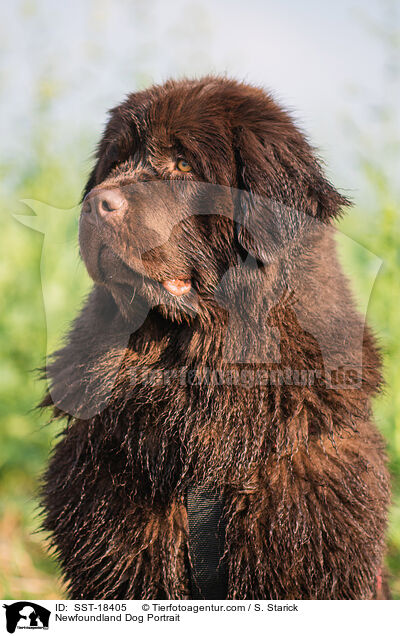 Neufundl�nder Portrait / Newfoundland Dog Portrait / SST-18405