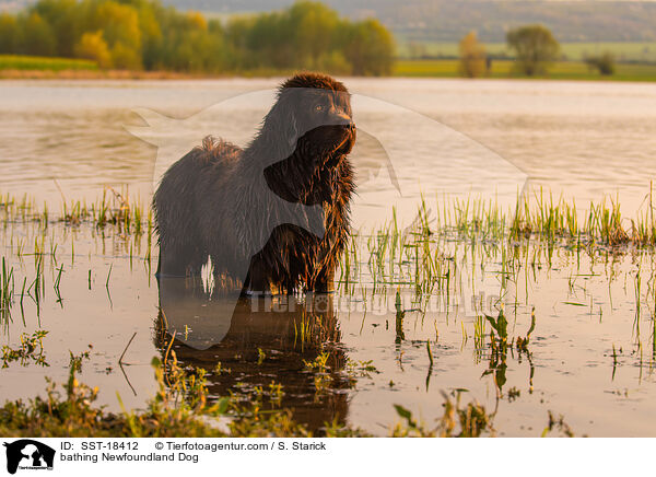 badender Neufundlnder / bathing Newfoundland Dog / SST-18412