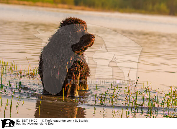 badender Neufundlnder / bathing Newfoundland Dog / SST-18420