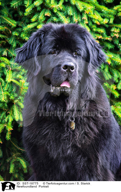 Neufundlnder Portrait / Newfoundland  Portrait / SST-18775