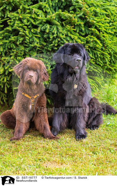 Neufundlnder / Newfoundlands / SST-18777
