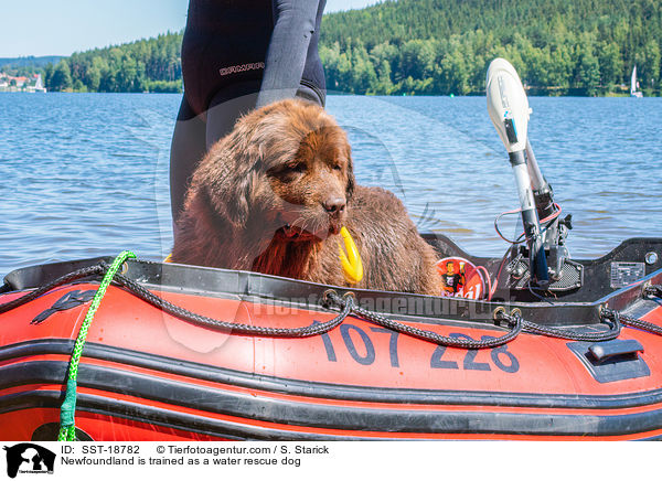 Neufundlnder wird ausgebildet zum Wasserrettungshund / Newfoundland is trained as a water rescue dog / SST-18782