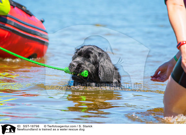 Neufundlnder wird ausgebildet zum Wasserrettungshund / Newfoundland is trained as a water rescue dog / SST-18798