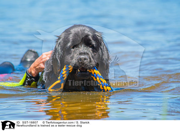 Neufundlnder wird ausgebildet zum Wasserrettungshund / Newfoundland is trained as a water rescue dog / SST-18807