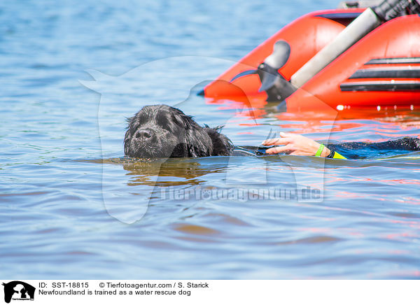 Newfoundland is trained as a water rescue dog / SST-18815