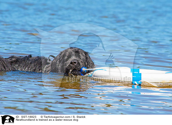 Neufundlnder wird ausgebildet zum Wasserrettungshund / Newfoundland is trained as a water rescue dog / SST-18823