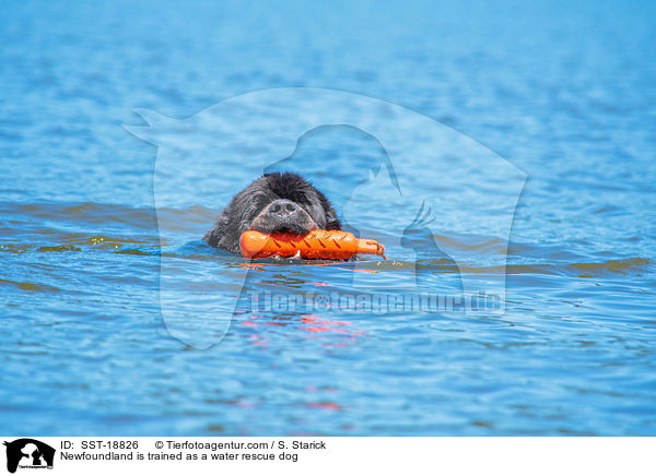 Neufundlnder wird ausgebildet zum Wasserrettungshund / Newfoundland is trained as a water rescue dog / SST-18826