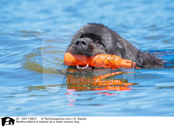 Newfoundland is trained as a water rescue dog / SST-18827