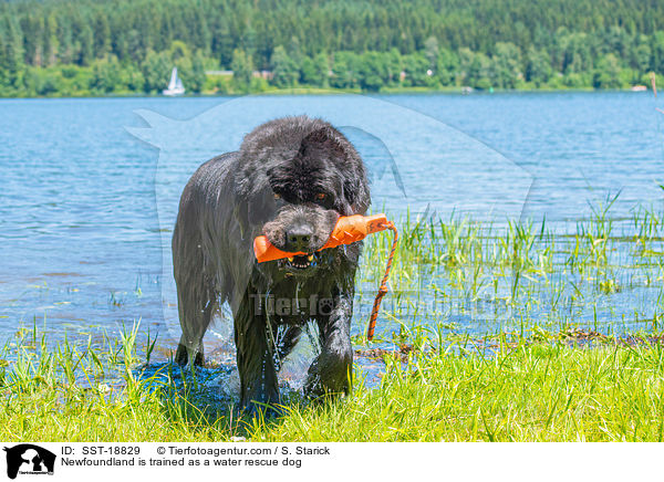 Newfoundland is trained as a water rescue dog / SST-18829