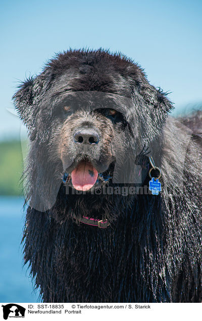 Neufundlnder Portrait / Newfoundland  Portrait / SST-18835