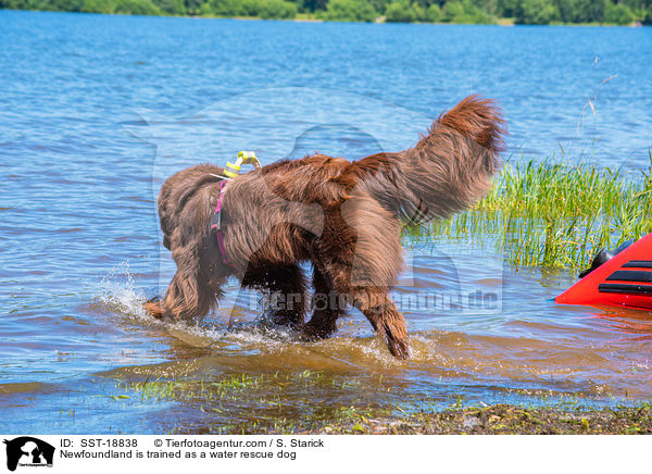 Neufundlnder wird ausgebildet zum Wasserrettungshund / Newfoundland is trained as a water rescue dog / SST-18838