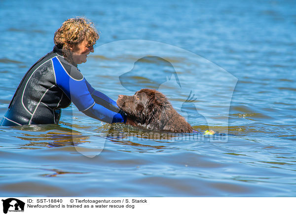 Neufundlnder wird ausgebildet zum Wasserrettungshund / Newfoundland is trained as a water rescue dog / SST-18840