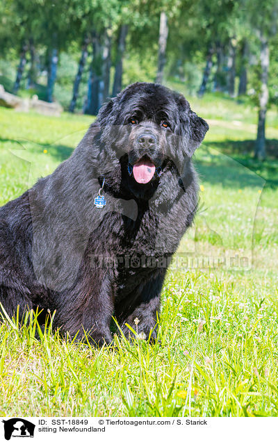 sitzender Neufundlnder / sitting Newfoundland / SST-18849