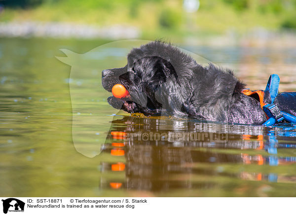 Newfoundland is trained as a water rescue dog / SST-18871