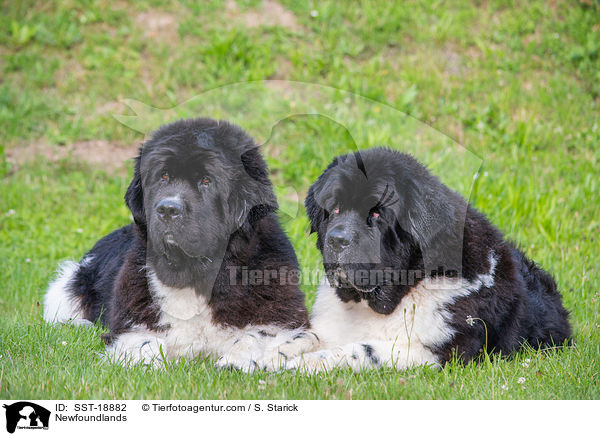 Neufundlnder / Newfoundlands / SST-18882