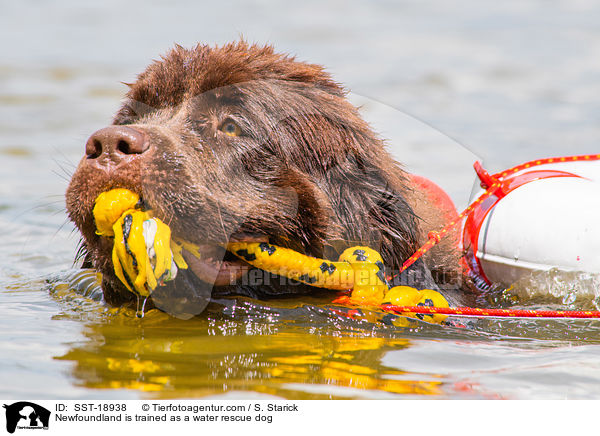 Neufundlnder wird ausgebildet zum Wasserrettungshund / Newfoundland is trained as a water rescue dog / SST-18938