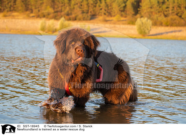 Newfoundland is trained as a water rescue dog / SST-18945