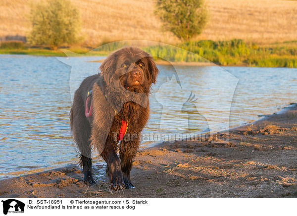 Neufundlnder wird ausgebildet zum Wasserrettungshund / Newfoundland is trained as a water rescue dog / SST-18951
