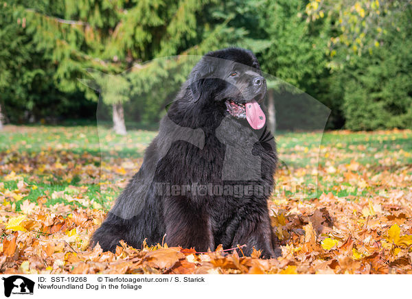Neufundlnder im Laub / Newfoundland Dog in the foliage / SST-19268