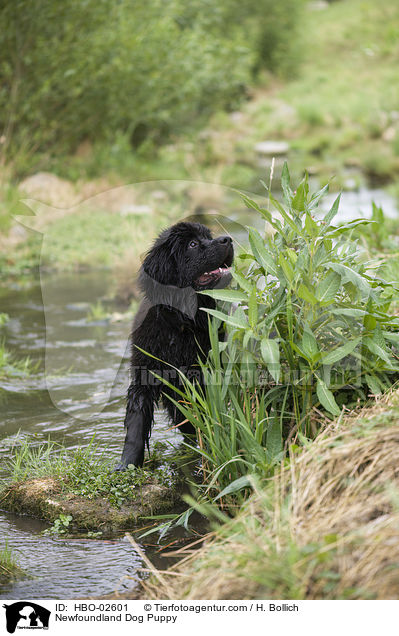Neufundlnder Welpe / Newfoundland Dog Puppy / HBO-02601