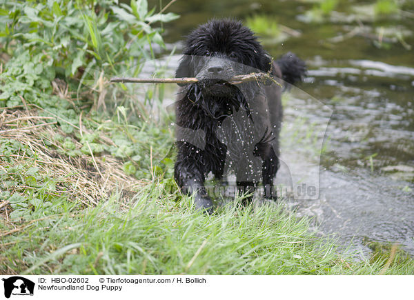 Neufundlnder Welpe / Newfoundland Dog Puppy / HBO-02602
