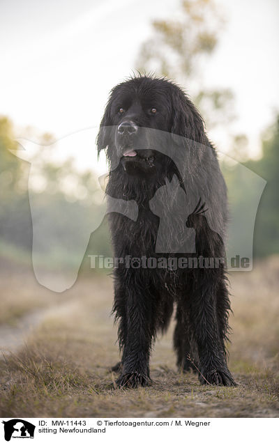 sitzender Neufundlnder / sitting Newfoundland / MW-11443