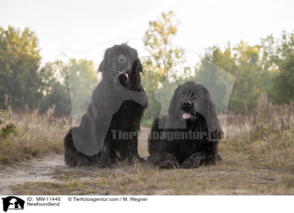 Neufundlnder / Newfoundland / MW-11446
