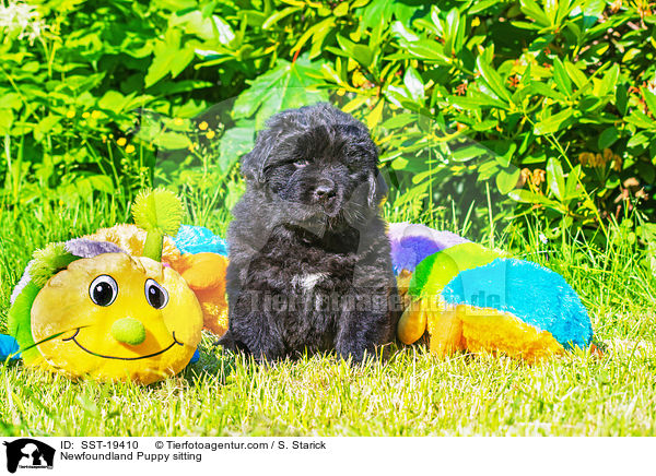 Neufundlnder Welpe sitzend / Newfoundland Puppy sitting / SST-19410