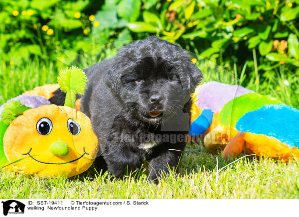 laufender Neufundlnder Welpe / walking  Newfoundland Puppy / SST-19411
