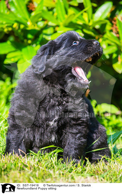 Neufundlnder Welpe sitzend / Newfoundland Puppy sitting / SST-19418