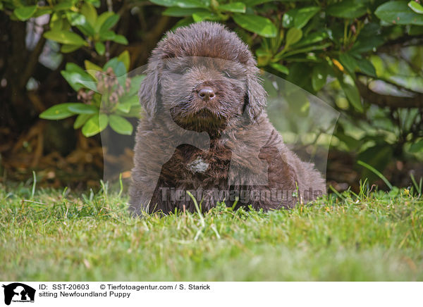 sitzender Neufundlnder Welpe / sitting Newfoundland Puppy / SST-20603