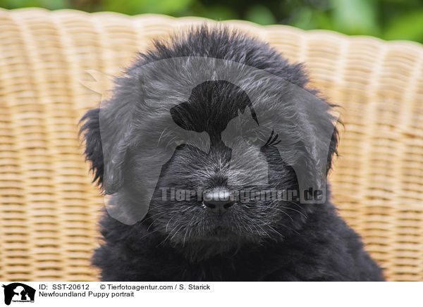 Neufundlnder Welpe Portrait / Newfoundland Puppy portrait / SST-20612