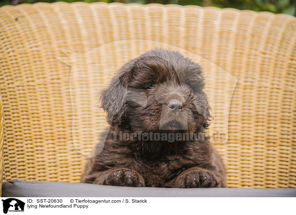 liegender Neufundlnder Welpe / lying Newfoundland Puppy / SST-20630