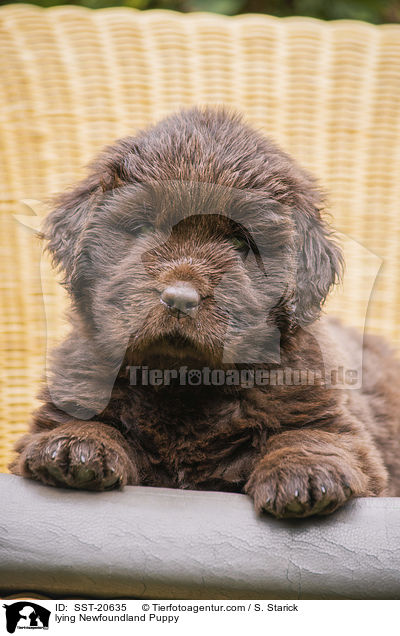 liegender Neufundlnder Welpe / lying Newfoundland Puppy / SST-20635