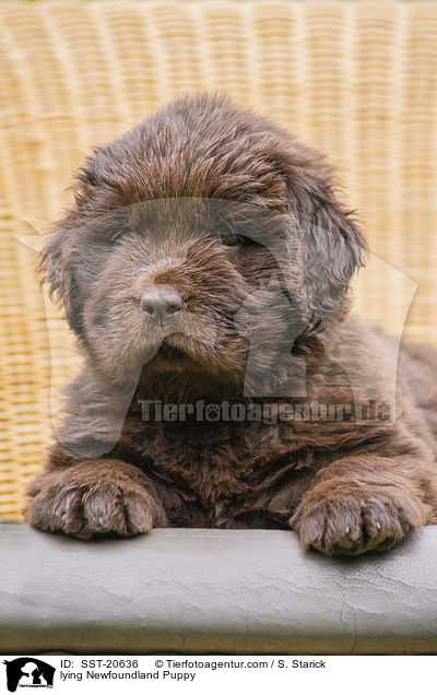liegender Neufundlnder Welpe / lying Newfoundland Puppy / SST-20636