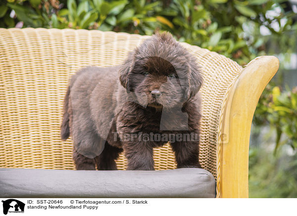 stehender Neufundlnder Welpe / standing Newfoundland Puppy / SST-20646