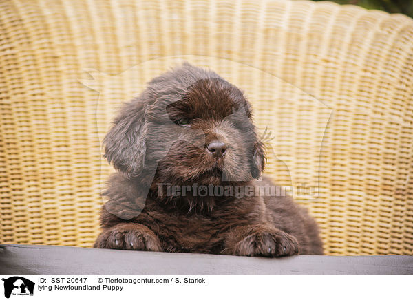 liegender Neufundlnder Welpe / lying Newfoundland Puppy / SST-20647