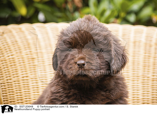 Neufundlnder Welpe Portrait / Newfoundland Puppy portrait / SST-20648