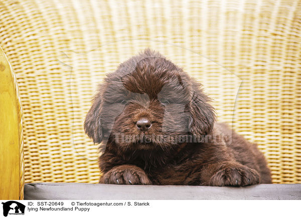 liegender Neufundlnder Welpe / lying Newfoundland Puppy / SST-20649
